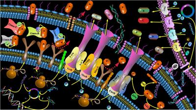 Novel Opportunity to Reverse Antibiotic Resistance: To Explore Traditional Chinese Medicine With <mark class="highlighted">Potential Activity</mark> Against Antibiotics-Resistance Bacteria